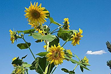 谋杀与侦探冒险游戏《代号M》新视频展示侦探环节