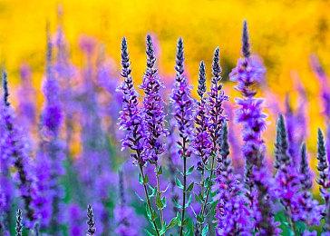 《艾尔登法环》不提供难度设置选项 比《血源》容易